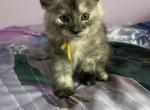 Hope silver torbi - Maine Coon Kitten For Sale - St&period; Louis&comma; MO&comma; US