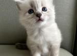 Saint - Ragdoll Kitten For Sale - Amherst&comma; NH&comma; US