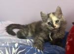 Hazel silver torbi - Maine Coon Kitten For Sale - St&period; Louis&comma; MO&comma; US