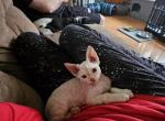 SOLD Marigold - Devon Rex Kitten For Sale - Nashua&comma; NH&comma; US