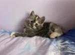 Harmony sliver torbi - Maine Coon Kitten For Sale - St&period; Louis&comma; MO&comma; US
