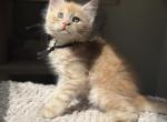 Foxy - Maine Coon Kitten For Sale - Wellington&comma; FL&comma; US