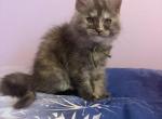 Harley silver torbi - Maine Coon Kitten For Sale - St&period; Louis&comma; MO&comma; US