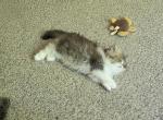 Shadow - Persian Kitten For Sale - Saint Louis&comma; MO&comma; US