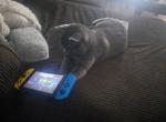Onyx - Domestic Cat For Adoption - Centralia&comma; WA&comma; US