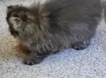 Sassy - Persian Kitten For Sale - Saint Louis&comma; MO&comma; US