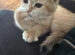 Purrsey Jr - Scottish Fold Kitten For Sale - PA&comma; US