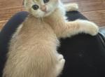 Purrsey Jr - Scottish Fold Kitten For Sale - PA&comma; US