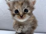 Polydactyl Black Silver Maine Coon - Maine Coon Kitten For Sale - Sparrow Bush&comma; NY&comma; US