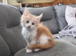 Sky - Maine Coon Kitten For Sale - Wellington&comma; FL&comma; US