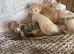 Patches Baby - Domestic Kitten For Sale - San Antonio&comma; TX&comma; US