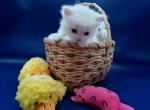Lilly's Flame Point Boy - Ragdoll Kitten For Sale - New York&comma; NY&comma; US