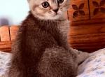 Freddie Mercury - British Shorthair Kitten For Sale - Grand Rapids&comma; MI&comma; US