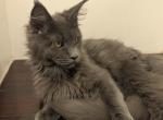 TICA registered Male - Maine Coon Kitten For Sale - West Lafayette&comma; OH&comma; US