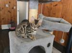 Nela - Bengal Kitten For Sale - West Covina&comma; CA&comma; US
