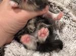 Cfa persian litter - Persian Kitten For Sale - Woodburn&comma; IN&comma; US