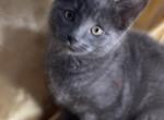 Fabio - Russian Blue Kitten For Sale - Rockford&comma; IL&comma; US