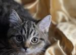 Teddy - Scottish Straight Kitten For Sale - Rockford&comma; IL&comma; US