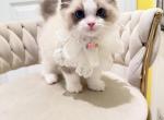 Lumi - Ragdoll Kitten For Sale - 