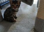 Stanley Bengal - Bengal Kitten For Sale - NJ&comma; US