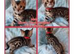 TICA registered Bengals - Bengal Kitten For Sale - Bedford&comma; PA&comma; US