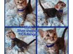 TICA registered Bengal male - Bengal Kitten For Sale - Bedford&comma; PA&comma; US