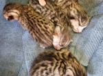 Bengalese - Bengal Kitten For Sale - Bedford&comma; PA&comma; US