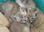 Blue lynx Bengalese male - Bengal Kitten For Sale - 