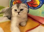 Adam - Scottish Fold Kitten For Sale - Brooklyn&comma; NY&comma; US