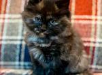 Sugar - Maine Coon Kitten For Sale - 