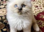 Sally - Ragdoll Kitten For Sale - Storrs&comma; CT&comma; US