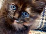 Spice - Maine Coon Kitten For Sale - 