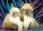 2 boy Siamese Kittens - Siamese Kitten For Sale - Robertsdale&comma; AL&comma; US