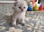 Scottish Fold Female kitten - Scottish Fold Kitten For Sale - Sterling&comma; VA&comma; US