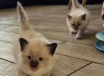 Softyball's litter - Ragdoll Kitten For Sale - Phoenix&comma; AZ&comma; US