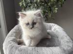ZT treasure - Ragdoll Kitten For Sale - Goodrich&comma; MI&comma; US