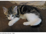 Tippy - Domestic Kitten For Adoption - Emory&comma; TX&comma; US