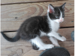 Snoopy - Domestic Kitten For Sale - Emory&comma; TX&comma; US