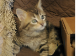 Monty - Domestic Kitten For Sale - Emory&comma; TX&comma; US