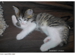 Fonzi - Domestic Kitten For Sale - Emory&comma; TX&comma; US