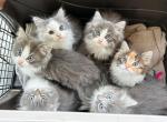Felix - Ragdoll Kitten For Sale - Brogueville&comma; PA&comma; US