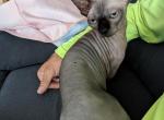 Darla - Sphynx Cat For Sale - Pensacola&comma; FL&comma; US