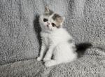 Elon - Exotic Kitten For Sale - Bois D Arc&comma; MO&comma; US