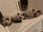 Baby - Siamese Kitten For Sale - Fitchburg&comma; MA&comma; US