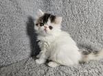 Timon - Exotic Kitten For Sale - Bois D Arc&comma; MO&comma; US