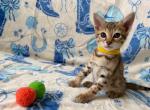 MR ORANGE - Savannah Kitten For Sale - 