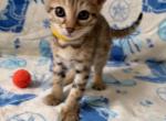 Ms ORANGE - Savannah Kitten For Sale - Sarasota&comma; FL&comma; US