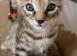 MS PURPLE - Savannah Kitten For Sale - Sarasota&comma; FL&comma; US
