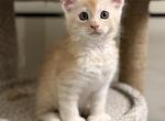Red - Maine Coon Kitten For Sale - Wellington&comma; FL&comma; US