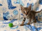 MS PURPLE - Savannah Kitten For Sale - 